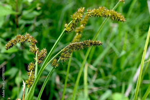 Fotografie Fox sedge (Carex vulpina) growing in a wet green meadow near the pond