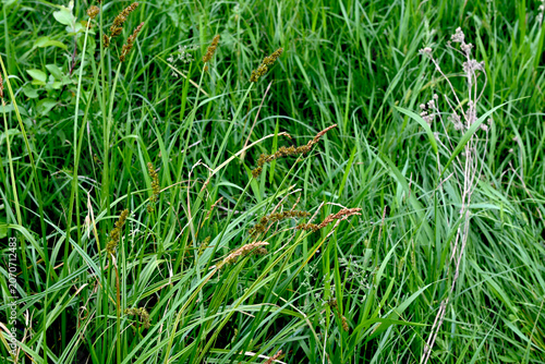 Fox sedge (Carex vulpina) growing in a wet green meadow near the pond