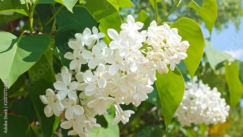 Blooming white lilac flowers on a green bush under a clear blue sky