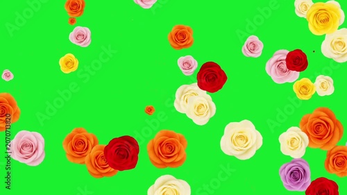Moving colorful rose flowers motion graphics with green screen background