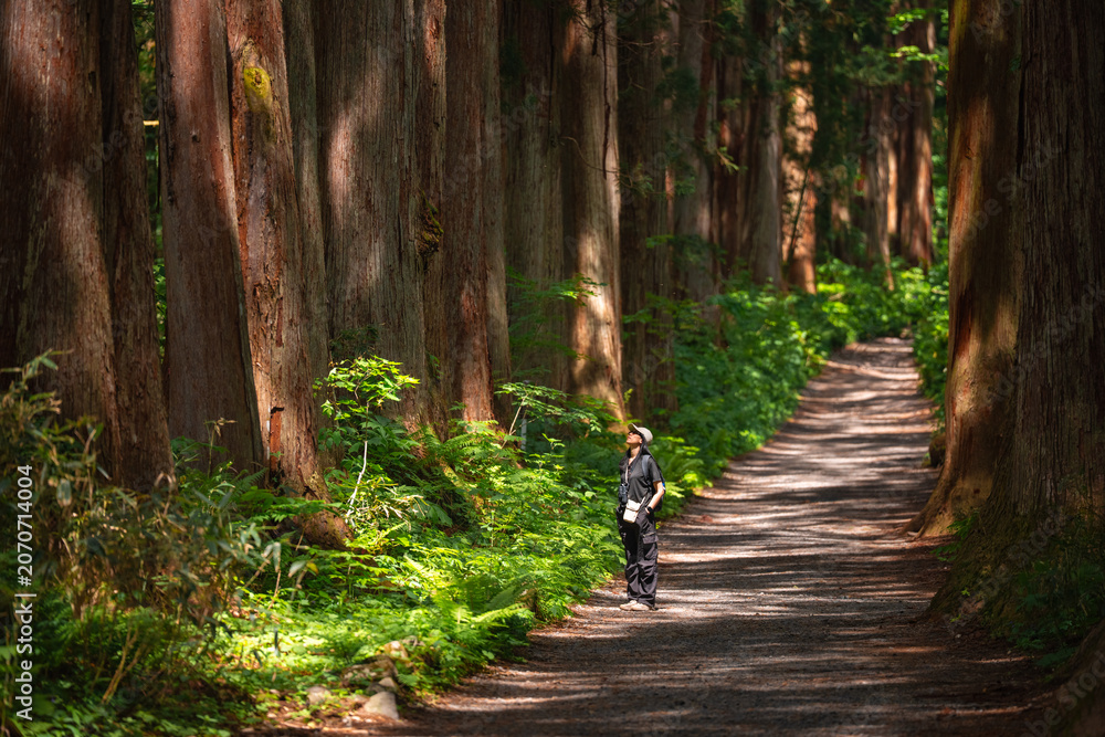 Fototapeta premium Forest path tree hiker trail woodland nature fern sunlight travel, lone hiker walking along shaded gravel path through tall tree forest with green fern undergrowth