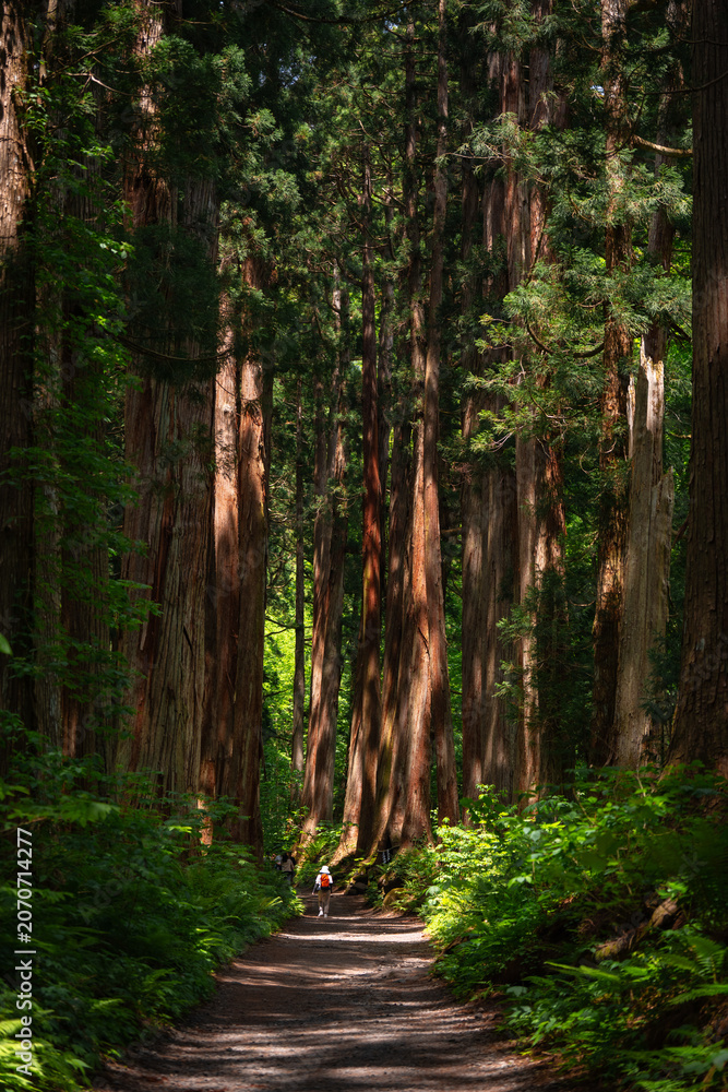 Fototapeta premium Forest tree trail path woodland cedar nature green sunlight forest trail with tall cedar tree, lush foliage, deep shade, and small hiker on path through peaceful woodland scenery