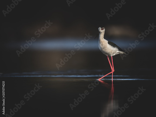 Black-winged Stilt wading in shallow water with reflection