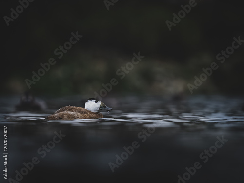 White-headed duck swimming in calm lake with water drop on its beak