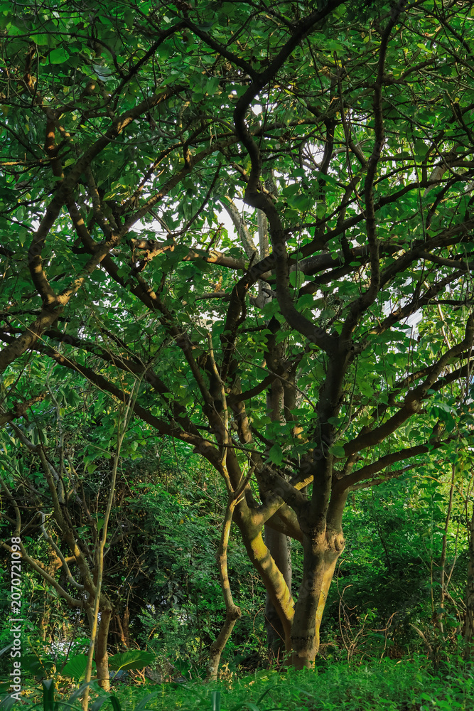 Fototapeta premium Sunlit Green Tree in Lush Woodland