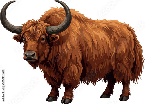 Obraz na plátně Hairy brown highland cow yak with large curved horns cartoon vector illustration