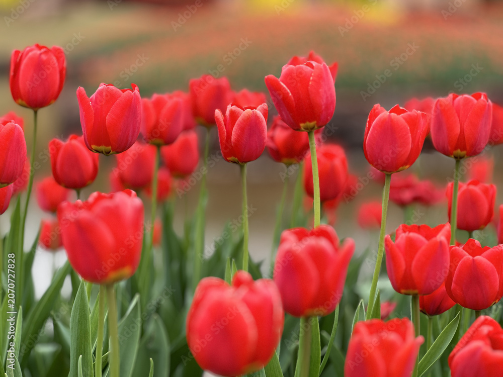 Obraz premium Red Tulips Blooming in Spring Garden
