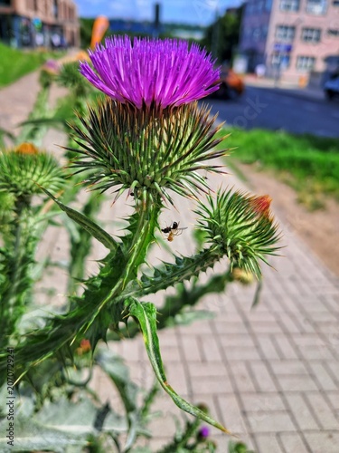 A close up shot of a purple thistle flower on a city sidewalk with a tiny spider catching a fly on its thorny stem.