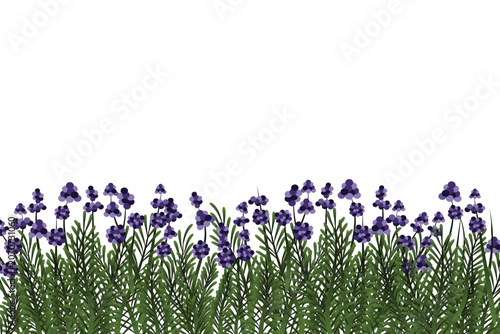 Spring flowers on white background. Lavander growing. 