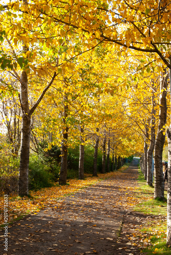 People walking beneath golden autumn trees in Reykjavík Botanical Garden at Laugardalur Iceland with colorful fall foliage and peaceful park atmosphere