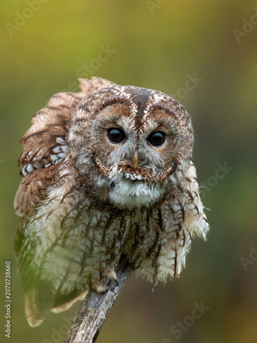 Close-up portrait of a Tawny owl (Strix aluco) perched on a branch