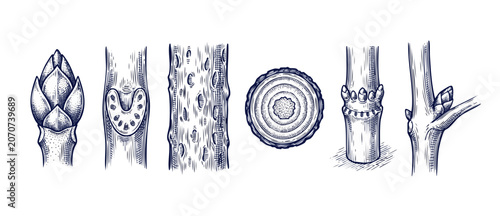 Obraz na płótnie Botanical stem anatomy diagrams set showing tree twig structure, terminal bud, leaf scars, bark lenticels, and wood cross section in vintage hand drawn woodcut engraving style on white background