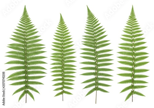 Four green fern leaves set for nature design elements isolated on a plain clean white background for botanical art