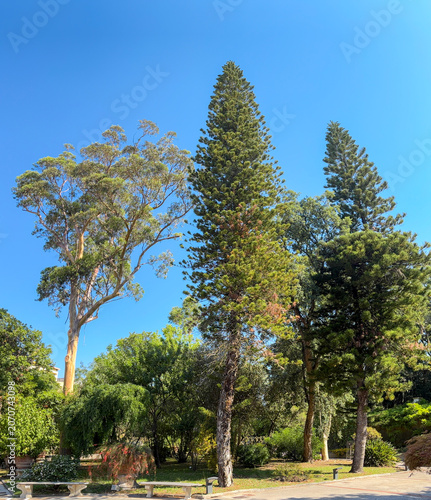 Araucaria cunninghamii (Hoop Pine) towering above a landscaped garden, showcasing its elegant conical form and evergreen foliage against a brilliant blue sky in a subtropical setting.