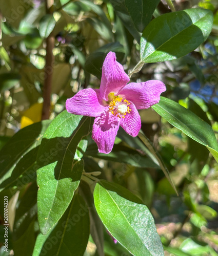 Close-up of a blooming Lagunaria patersonia (Norfolk Island hibiscus) flower, displaying delicate pink petals and vibrant yellow stamens among glossy evergreen foliage in a sunlit garden.