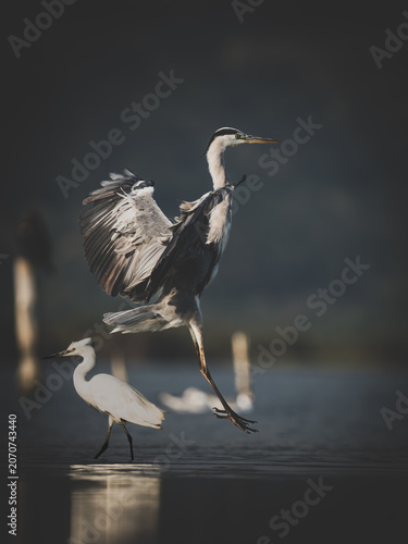 Grey Heron landing in water with a Little Egret in the foreground