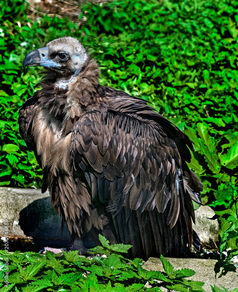 Fototapeta premium Cinereous vulture also known as the black vulture, monk vulture, or Eurasian black vulture. Latin name - Aegypius monachus