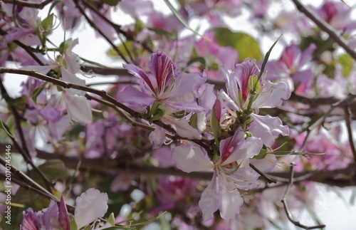 pink bauhinia flowers