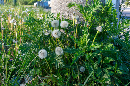 Common dandelion seed heads grow among mugwort, sow thistle, tall grass and roadside vegetation near a concrete post. Useful for themes of wild plants, urban nature, weeds, seed dispersal and spring g