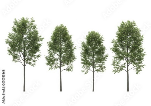 Four tall green deciduous trees standing in a row isolated for landscape design and architectural visualization projects