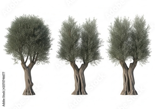 Three different isolated olive trees with green leaves and thick trunks for architectural visualization and landscaping