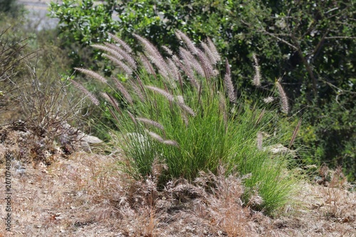 grass in the field