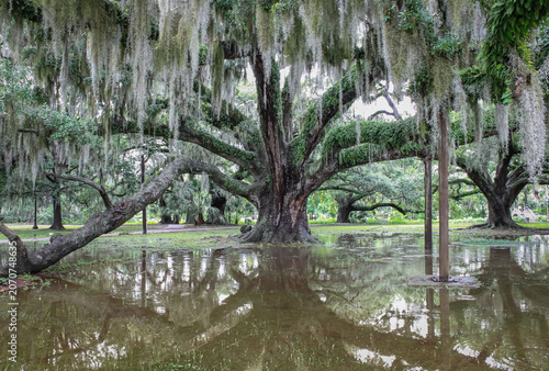New Orleans Oak Tree Water Reflection  