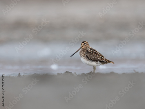 Common Snipe (Gallinago gallinago) standing in muddy wetland habitat