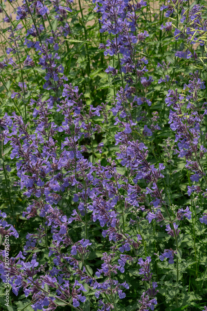 Obraz premium Beautiful purple catmint nepeta flowers blooming on a green bush in sunny summer day garden