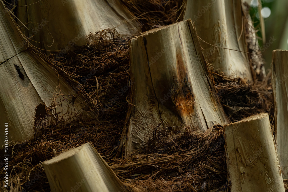 Obraz premium Macro texture of palm tree trunk surface with brown fibrous bark and cut branch bases