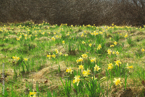 Gelbe Wildnarzissen auf einer grünen Frühlingswiese vor dichtem Gebüsch im Sonnenlicht