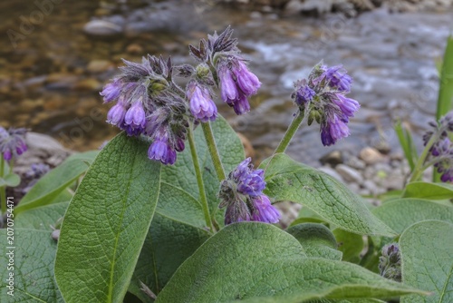 Purple comfrey flowers with fuzzy texture growing by a streamside.