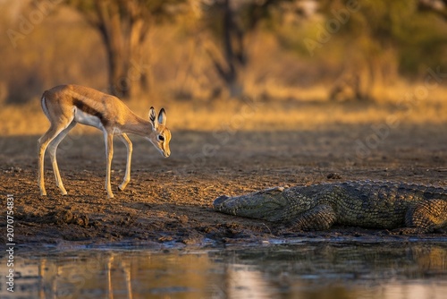 Young gazelle cautiously approaching a crocodile on riverbank in golden hour light.