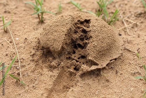 A detailed anthill in sandy soil with a single claw mark.