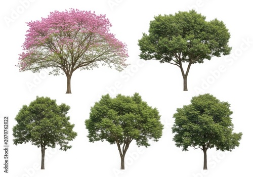 Set of five different green trees and one pink flowering tree isolated on a white background for landscape design