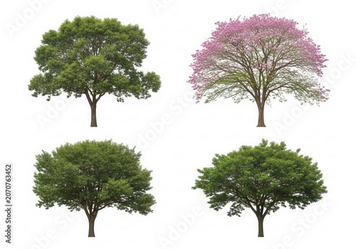 Set of four different green and pink flowering deciduous trees isolated on a clean white background for design projects