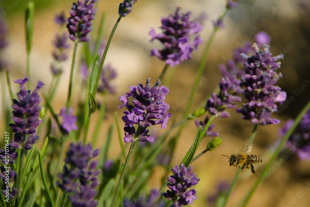 Obraz premium Bee on lavender 
