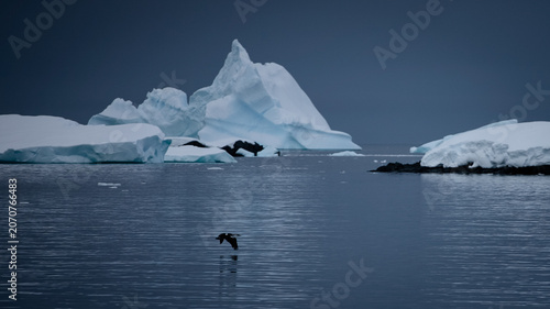 Cormorant Flying Low Over Calm Antarctic Water with Icebergs