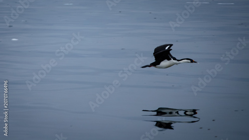 Blue-Eyed Shag Flying Over Glassy Antarctic Water with Mirror Reflection