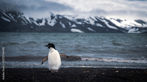 Adélie Penguin Standing Alert on Black Volcanic Beach in Antarctica