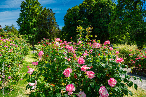 Rose Garden Row 4