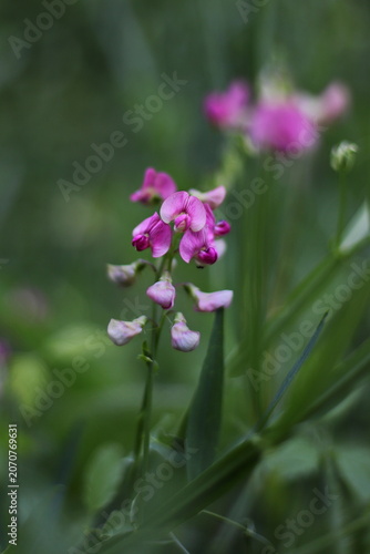 Flat pea plant (Lathyrus sylvestris)