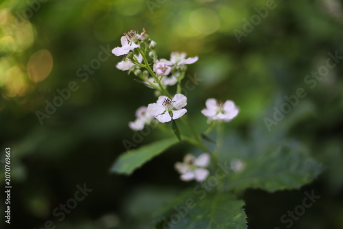 Wild blackberry flower blossom close up