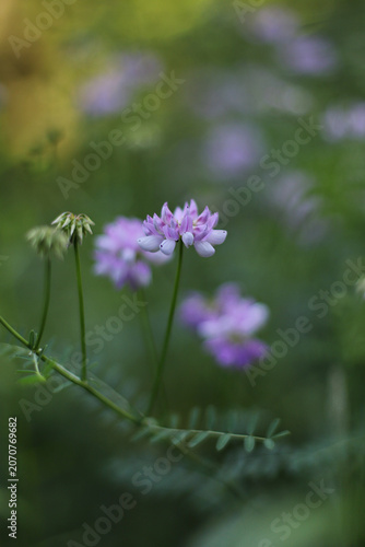 Common crownvetch plant (Securigera varia)