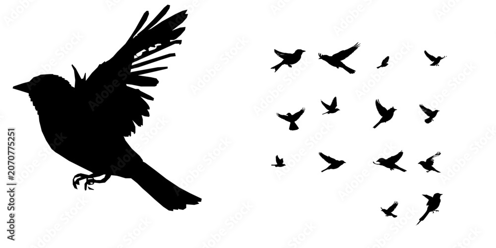 Obraz premium Sparrow Flying Silhouette