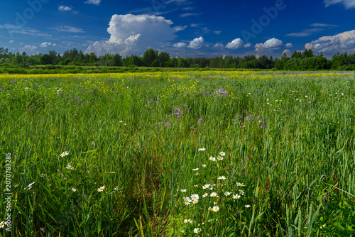 green grass and blue sky