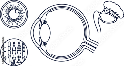 Schilderij op canvas Human Eye Anatomy Diagram with Retinal Layers Cross Section and Oral Cavity Stru