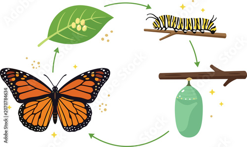 Bilde på lerret Butterfly Life Cycle Illustration Showing Caterpillar Chrysalis and Adult Monarc