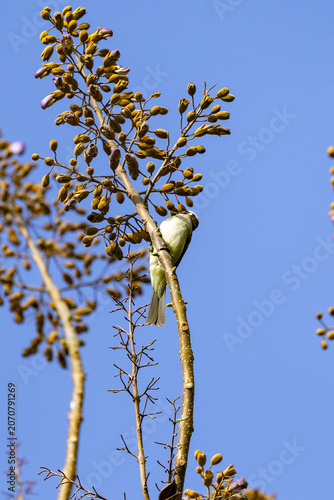 Bird perched on budding tree branch against blue sky