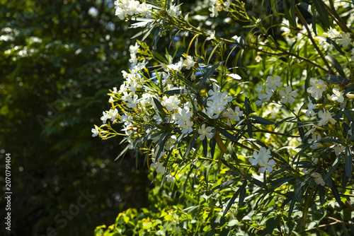 White Blossoms on Green Shrub in Sunlit Garden